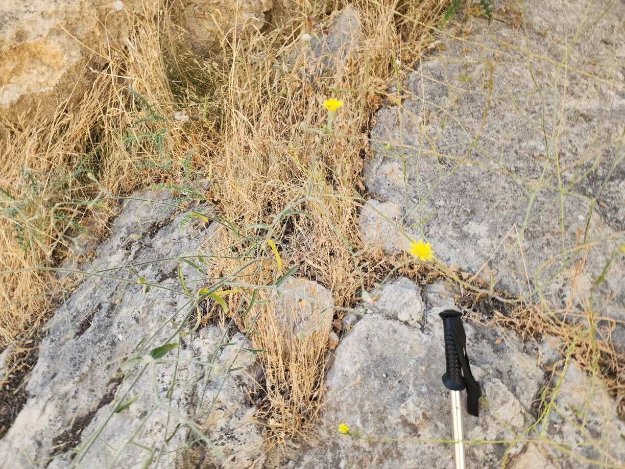 Picris strigosa habit