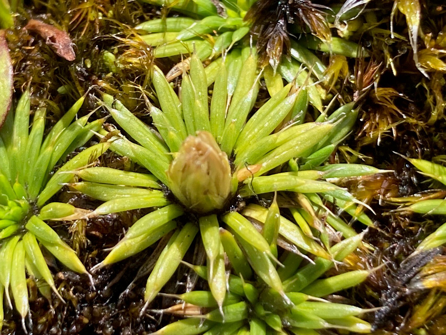 Novenia tunariensis flower
