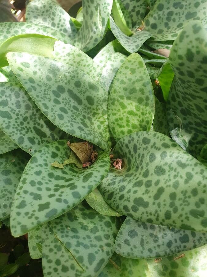 Ledebouria kirkii leaf