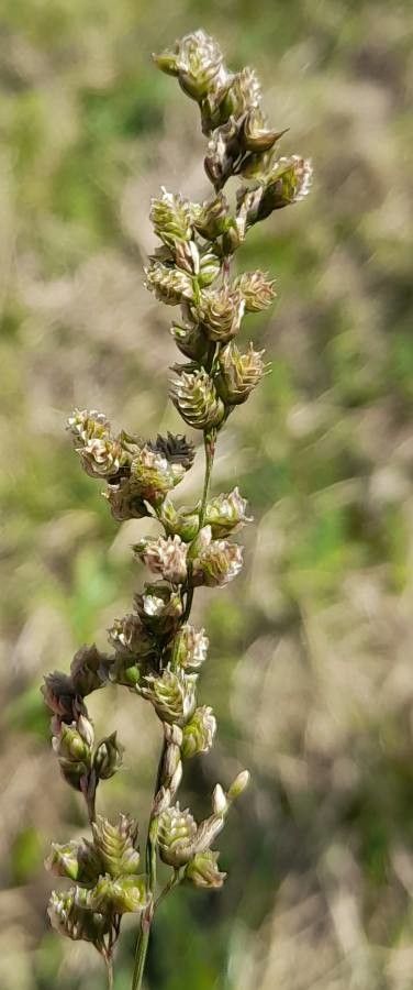 Briza subaristata fruit