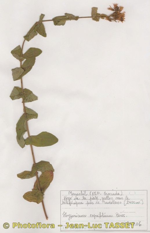 Hypericum caprifolium other