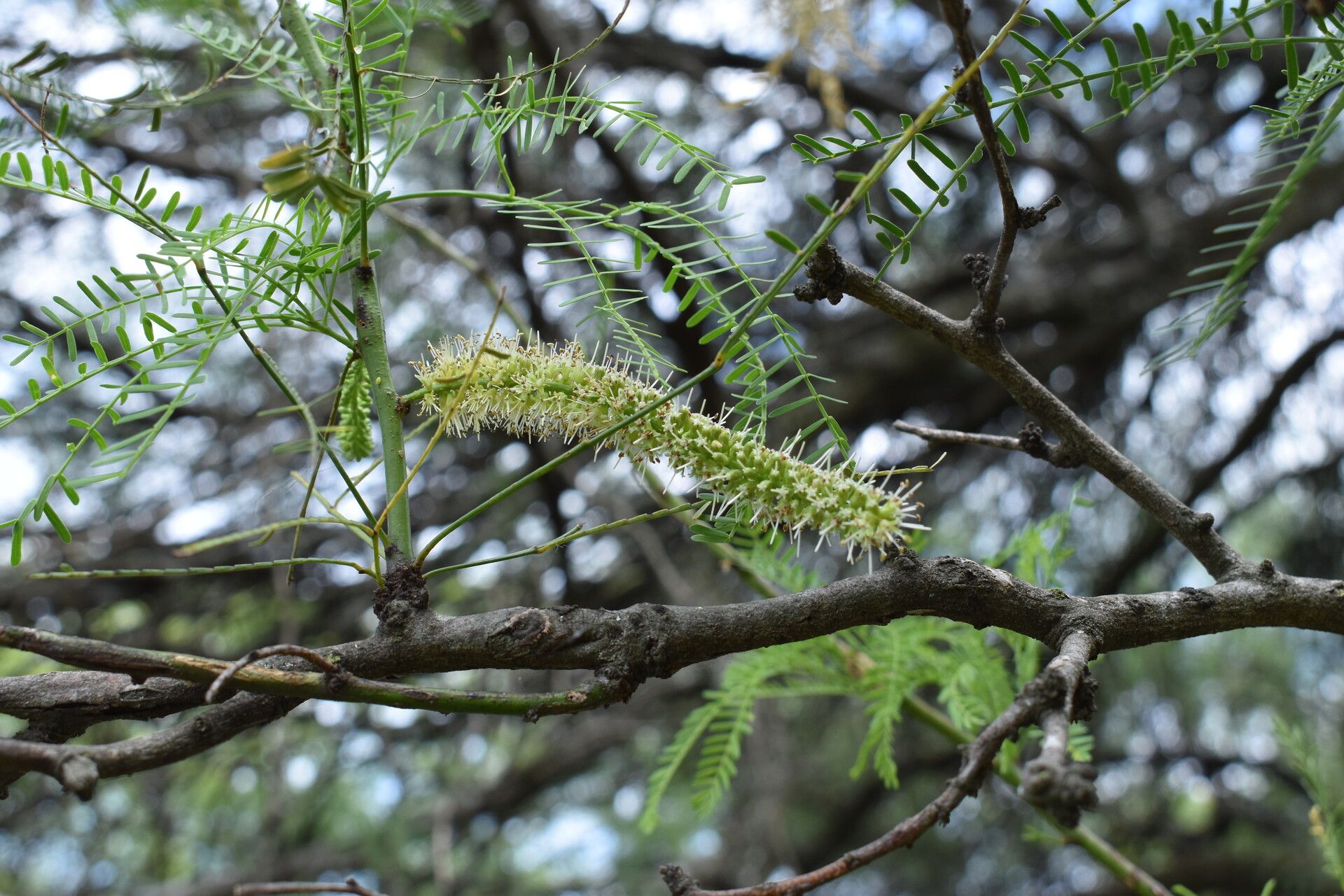 Prosopis nigra flower