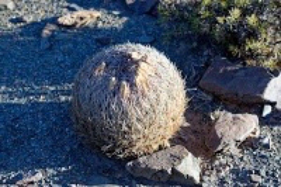 Eriosyce umadeave — houseplant care guide