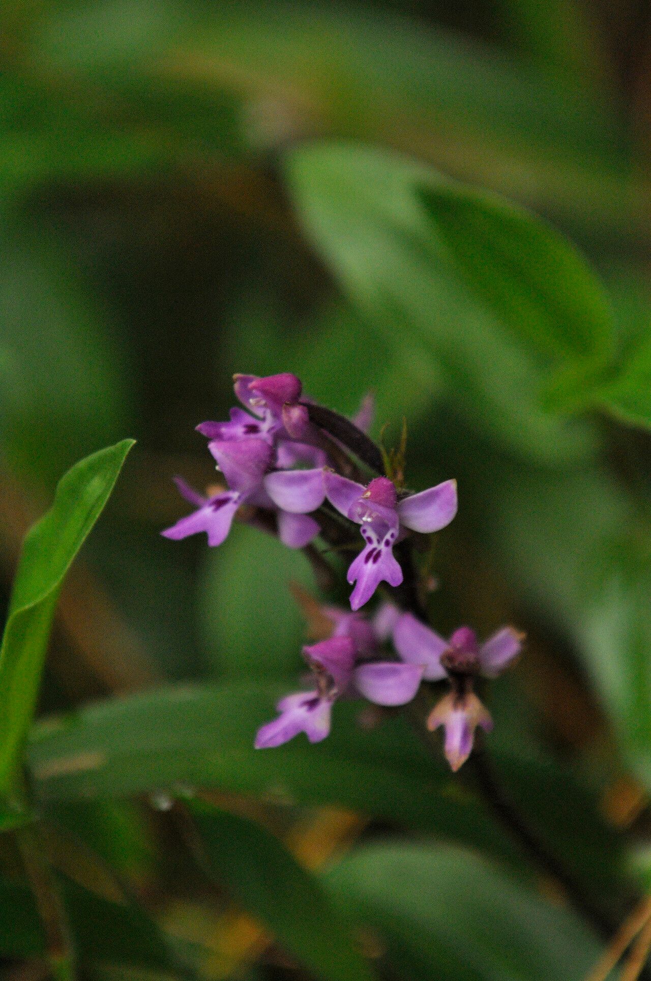 Cynorkis kassneriana — houseplant care guide