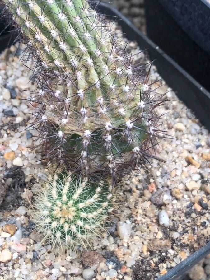 Echinopsis tarijensis — search result for 'Echinopsis'