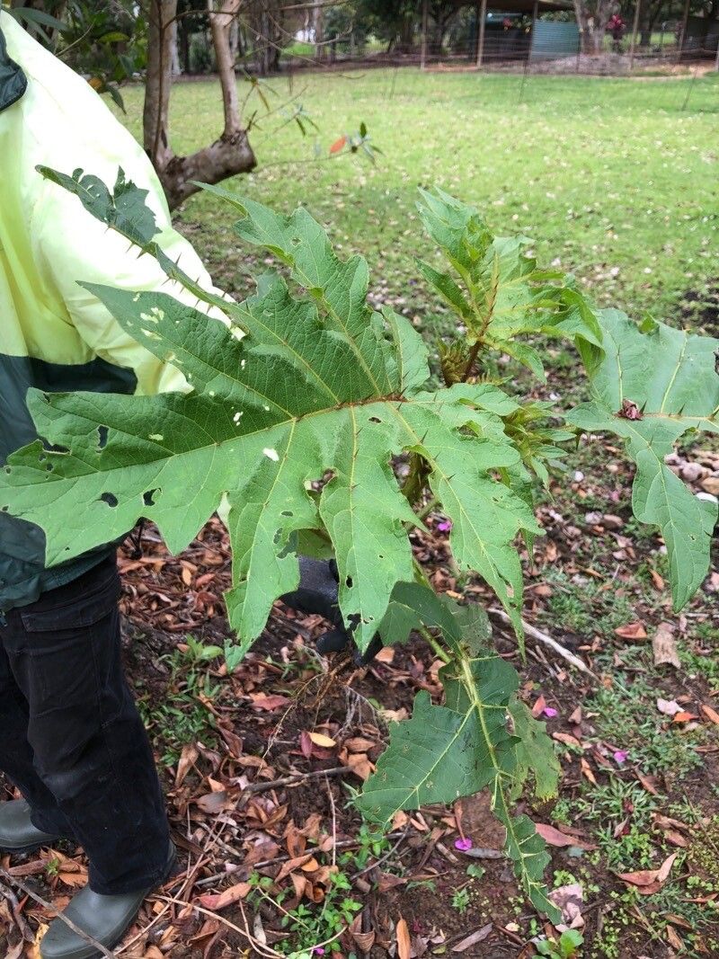 Solanum chrysotrichum leaf