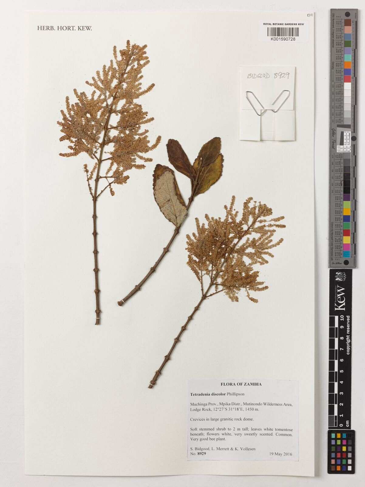 Tetradenia discolor — related species from the same genus