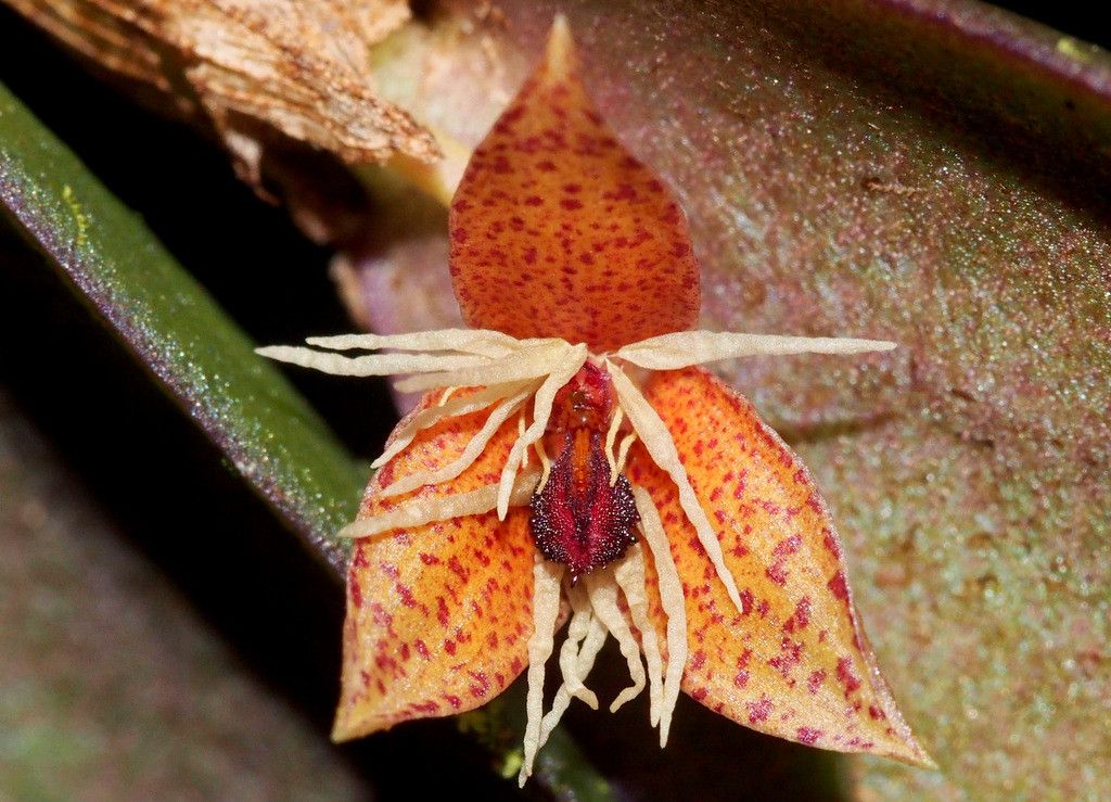 Bulbophyllum hexarhopalon — houseplant care guide