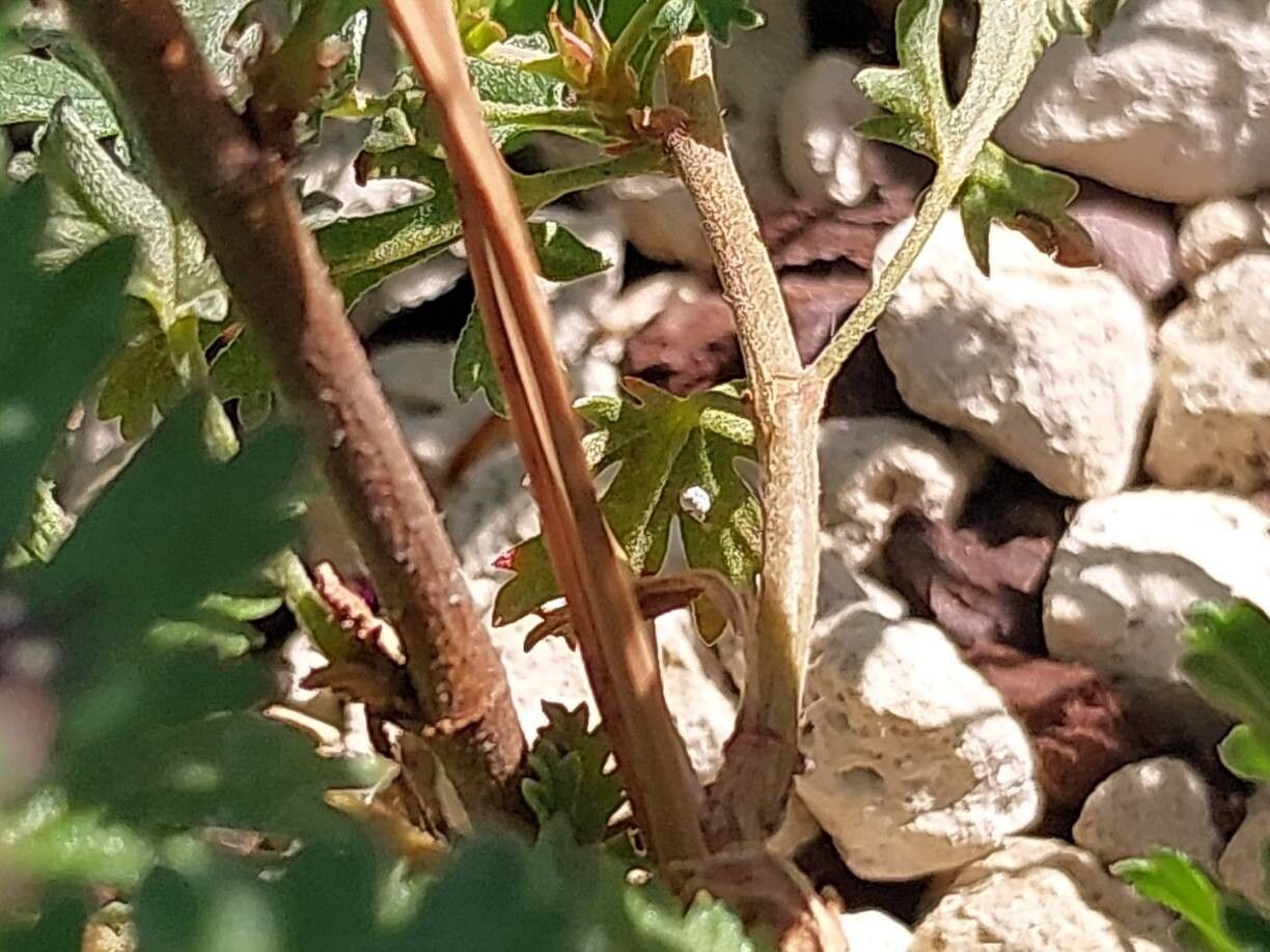 Pelargonium caucalifolium bark