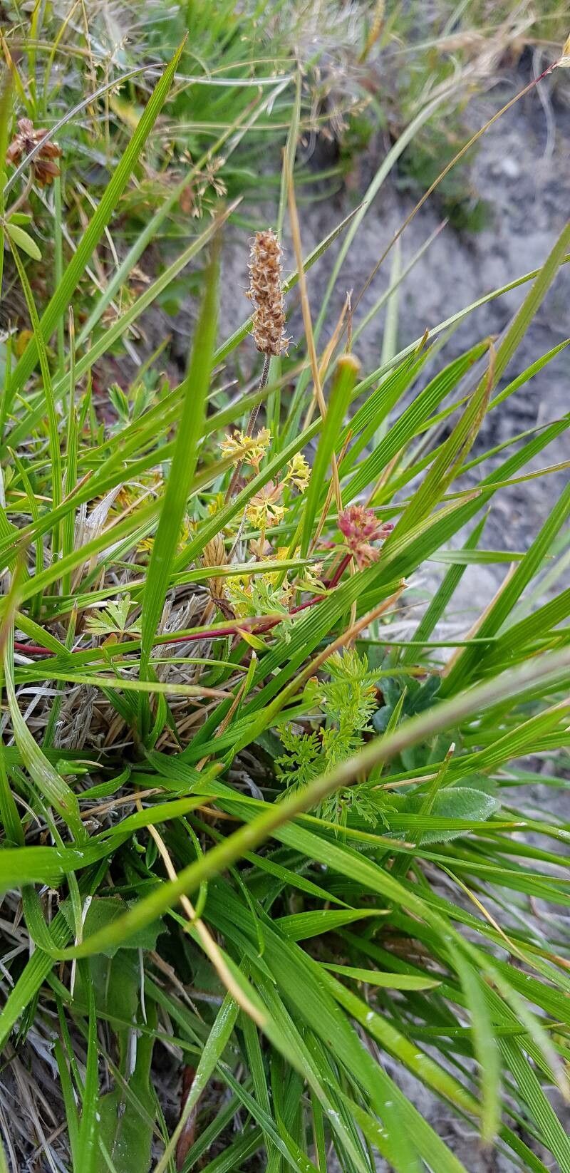 Alchemilla pentaphyllea habit