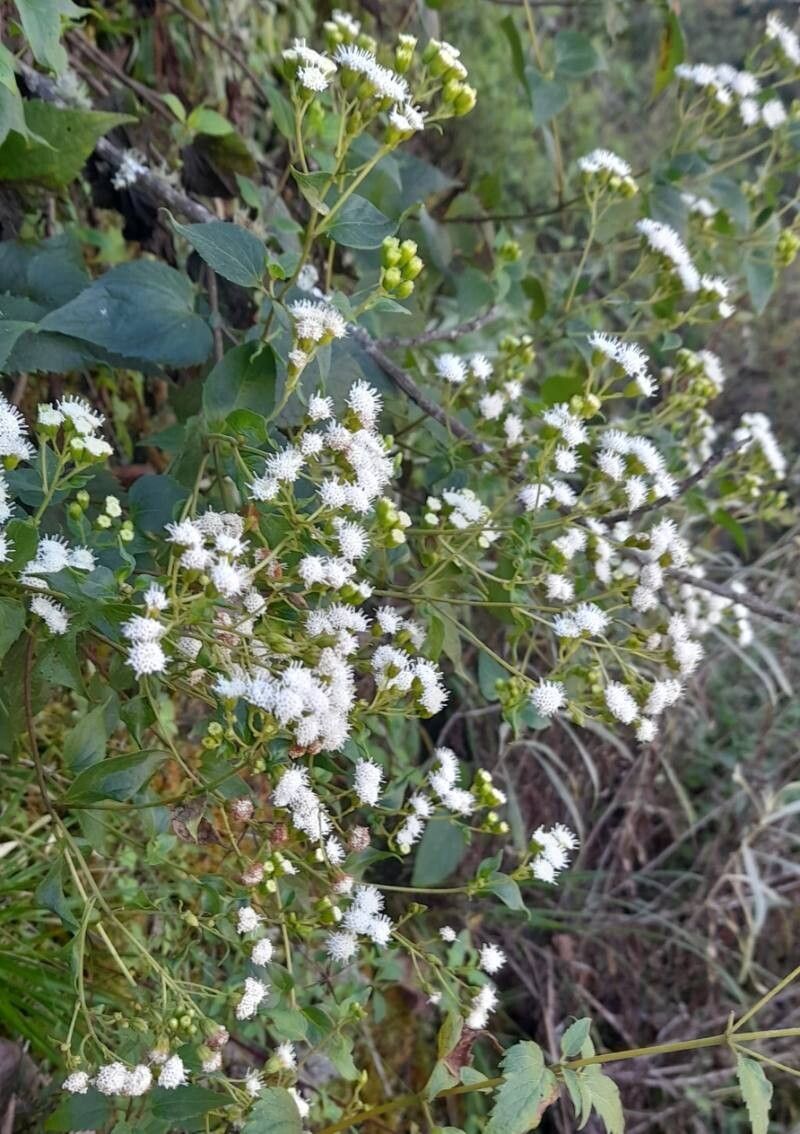 Ageratina lorentzii habit