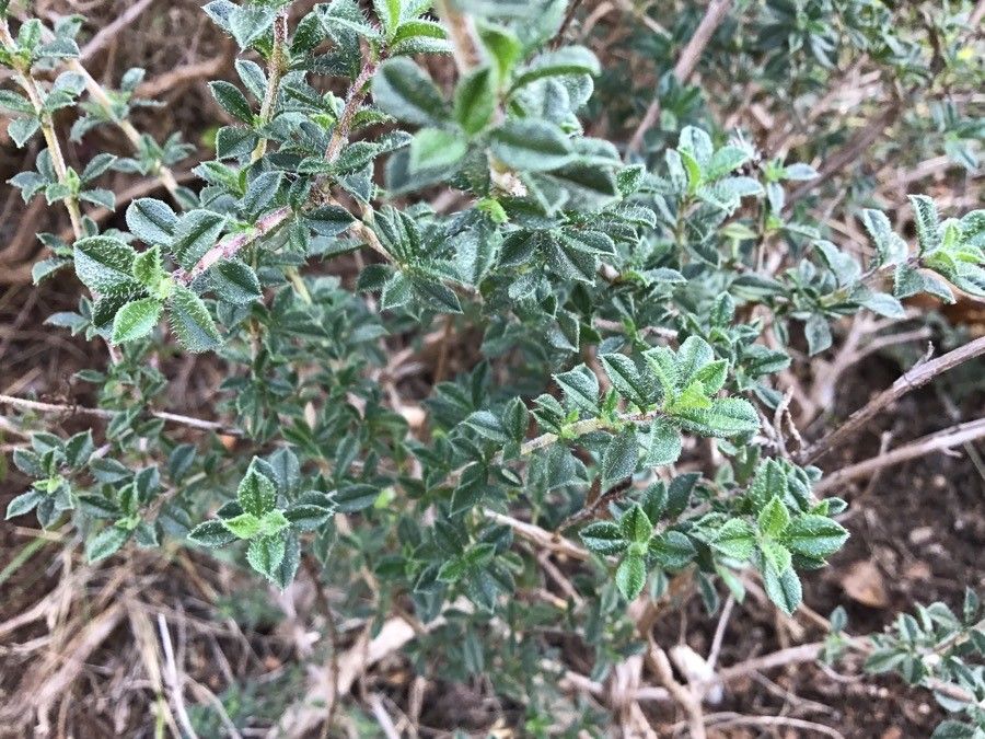Satureja thymbra leaf