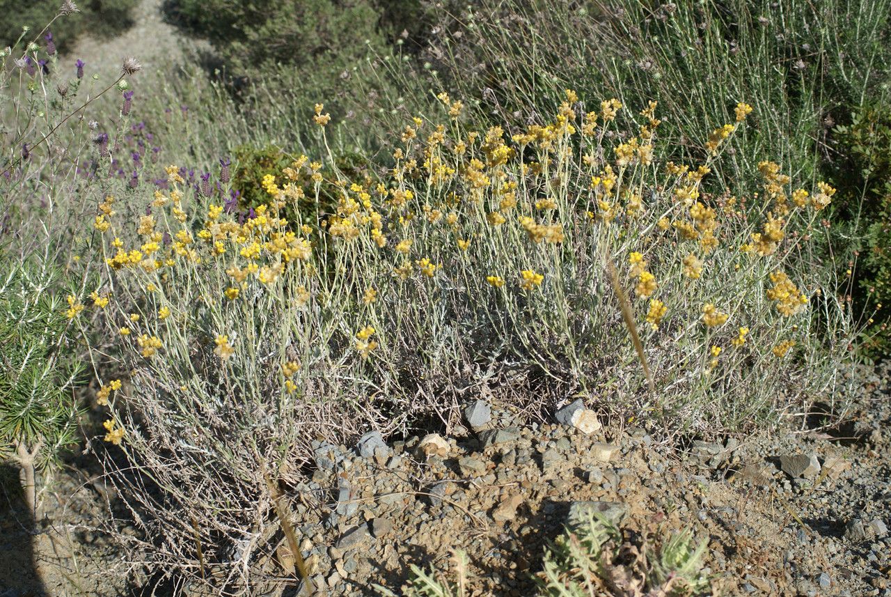Helichrysum conglobatum habit
