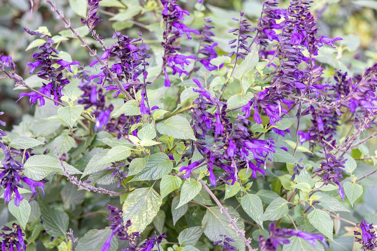 Salvia coerulea flower