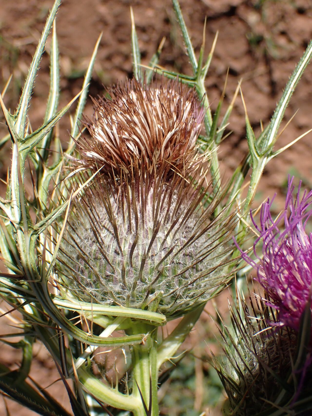 Cirsium richterianum fruit