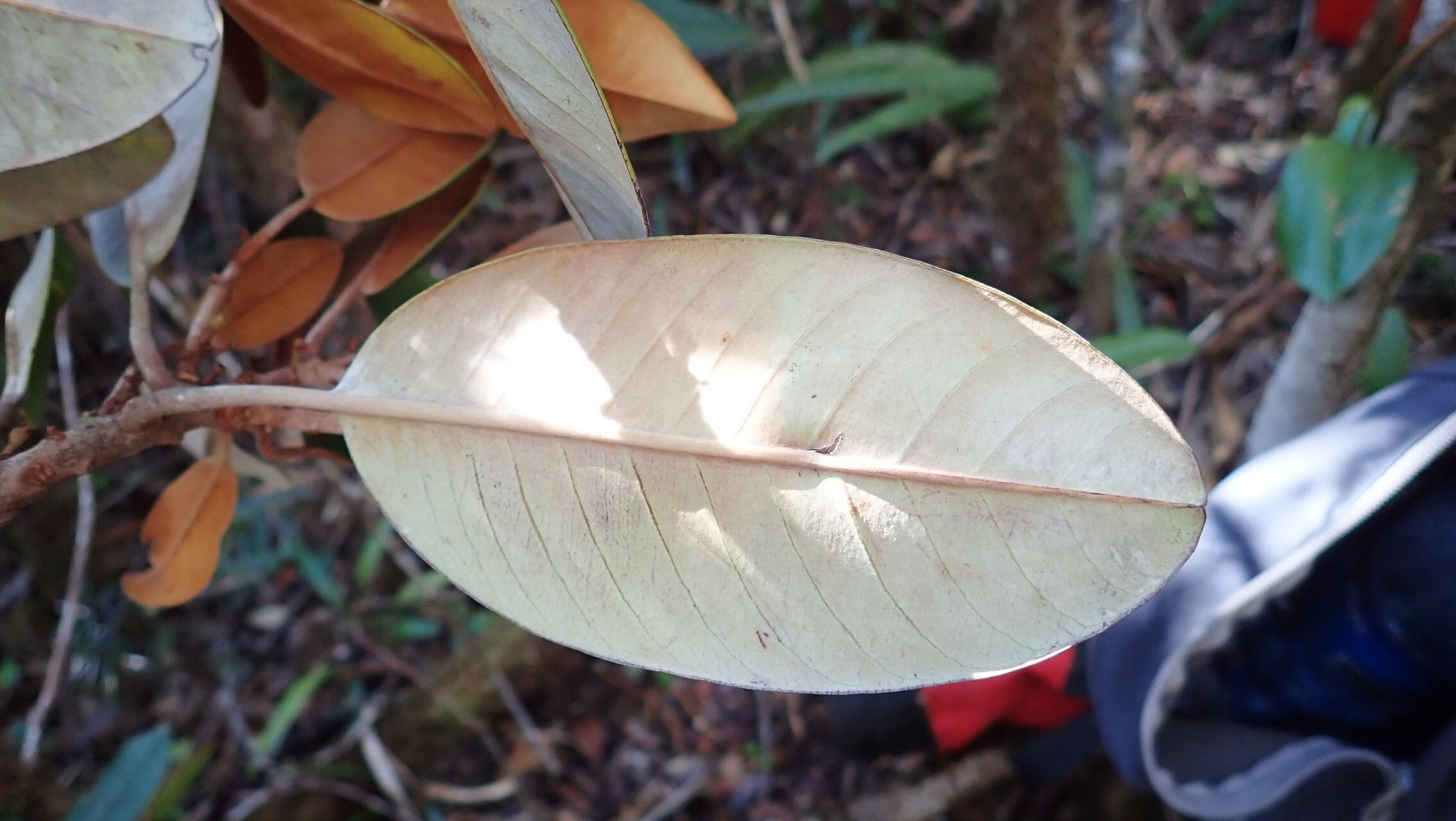 Pycnandra canaliculata — houseplant care guide