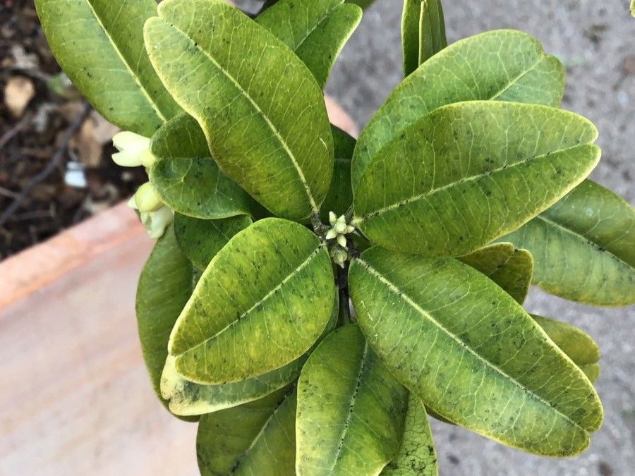 Atalantia citroides — related species from the same genus