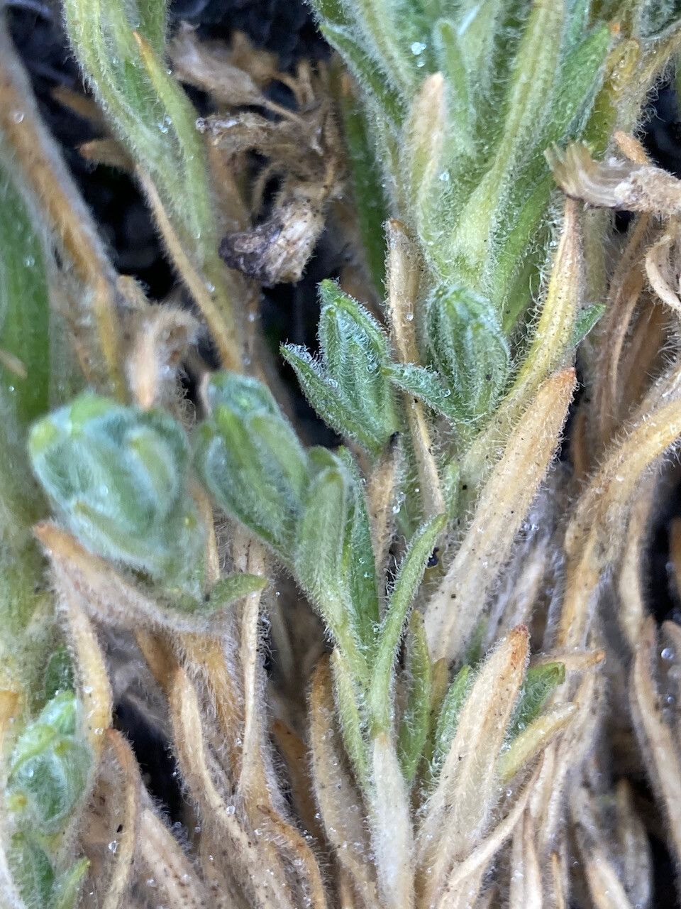 Cerastium kunthii leaf