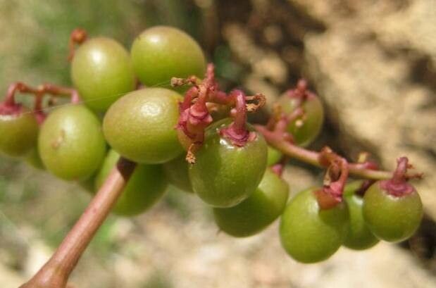 Cyphostemma seitzianum fruit