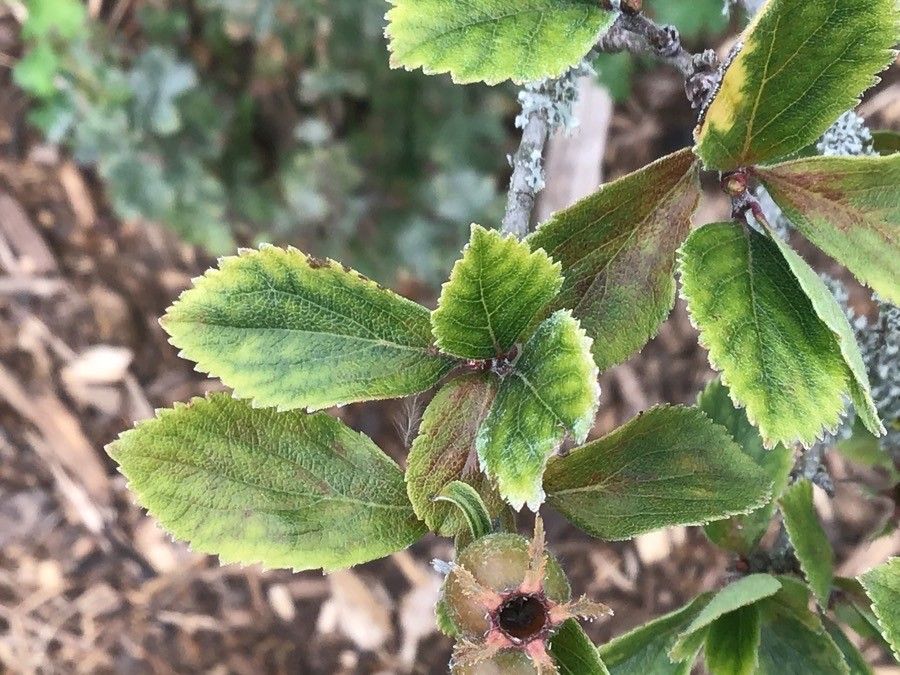 Crataegus uniflora — search result for 'Crataegus'