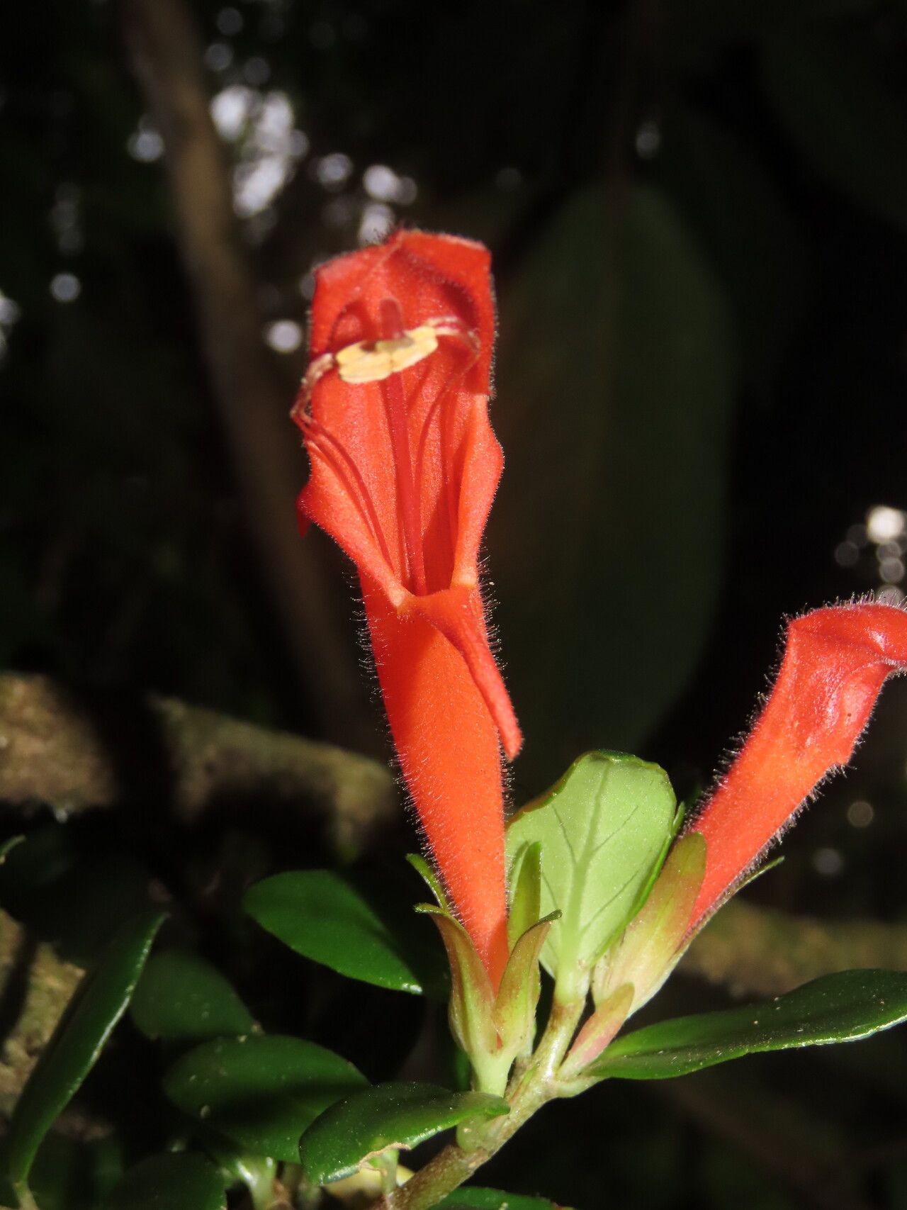 Columnea glabra flower