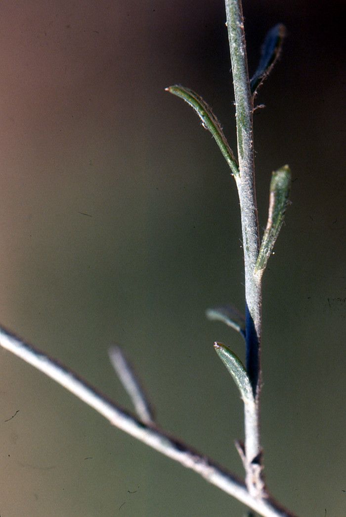 Rhanterium suaveolens — related species from the same genus