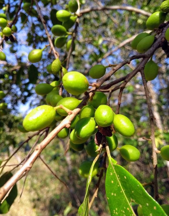 Ouratea spectabilis fruit