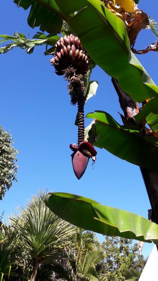 Musa balbisiana flower