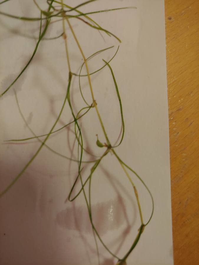 Zannichellia palustris fruit