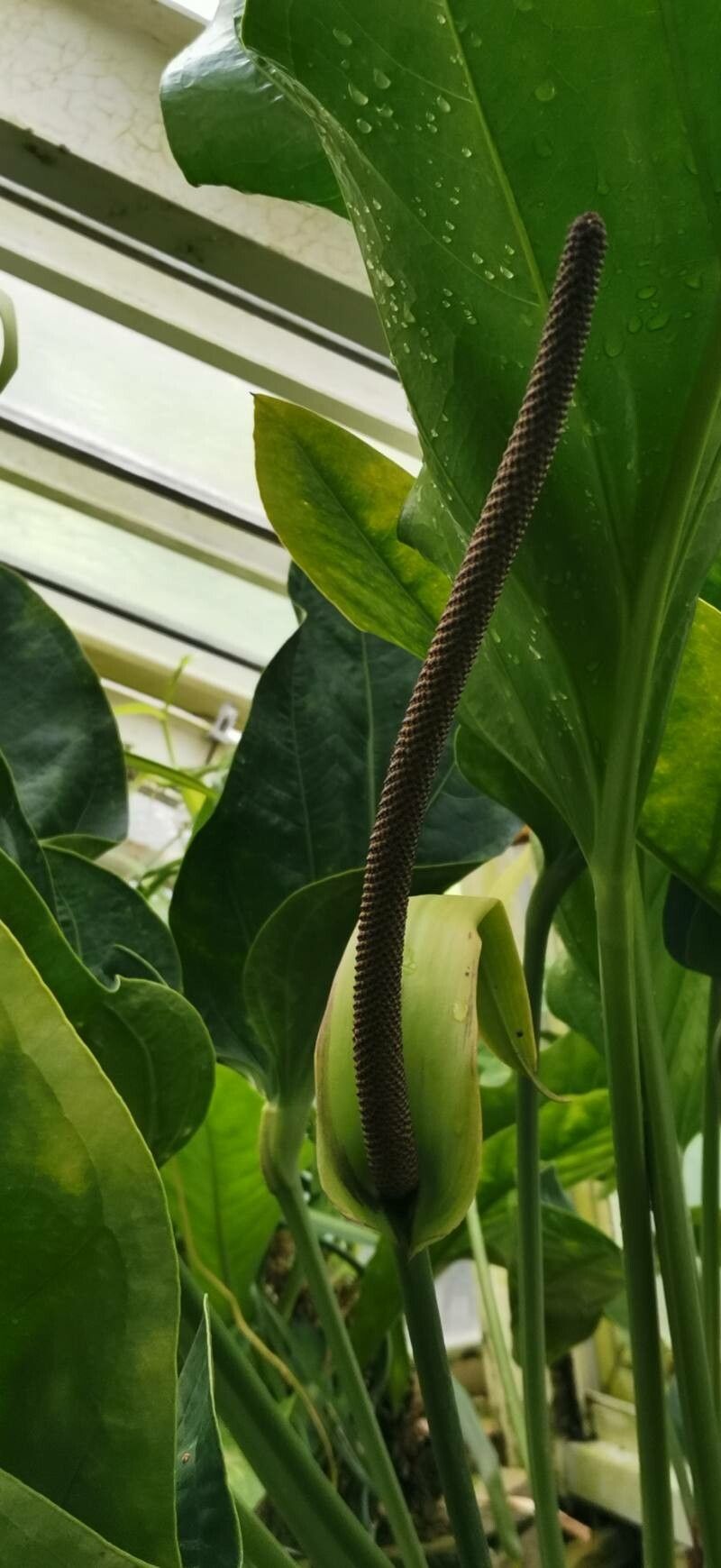 Anthurium wagenerianum other