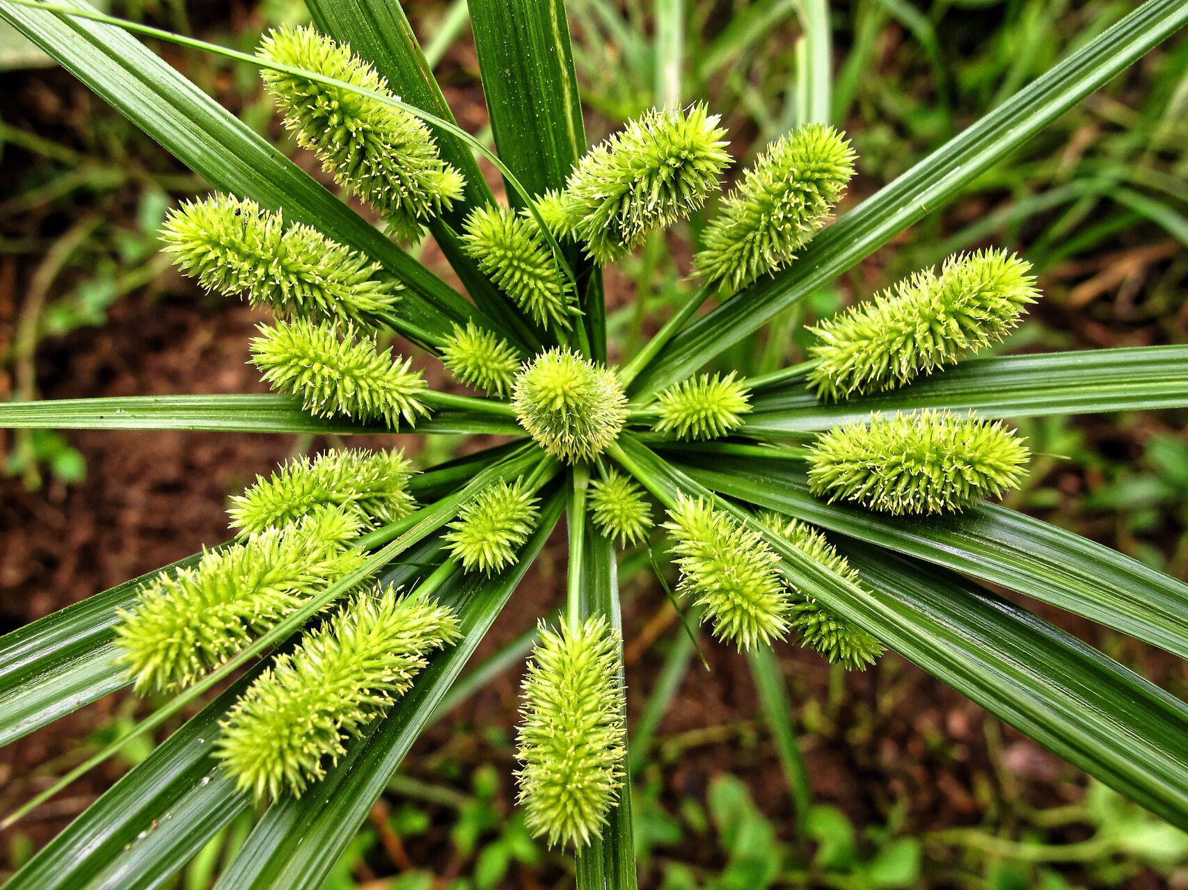 Cyperus cyperoides flower
