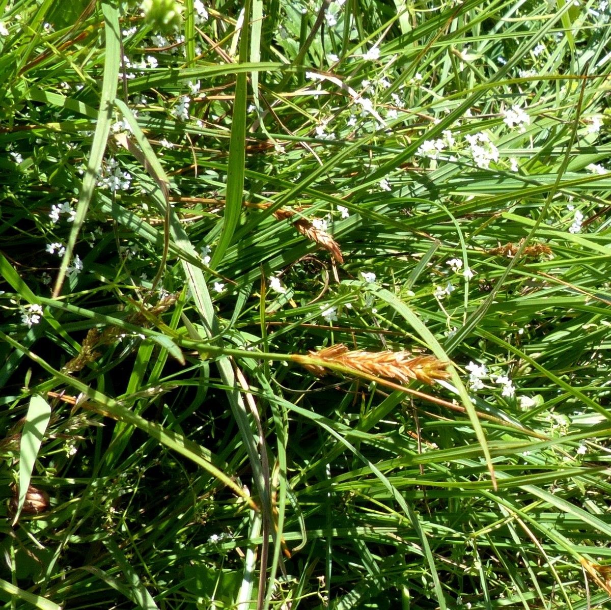 Blysmus compressus habit