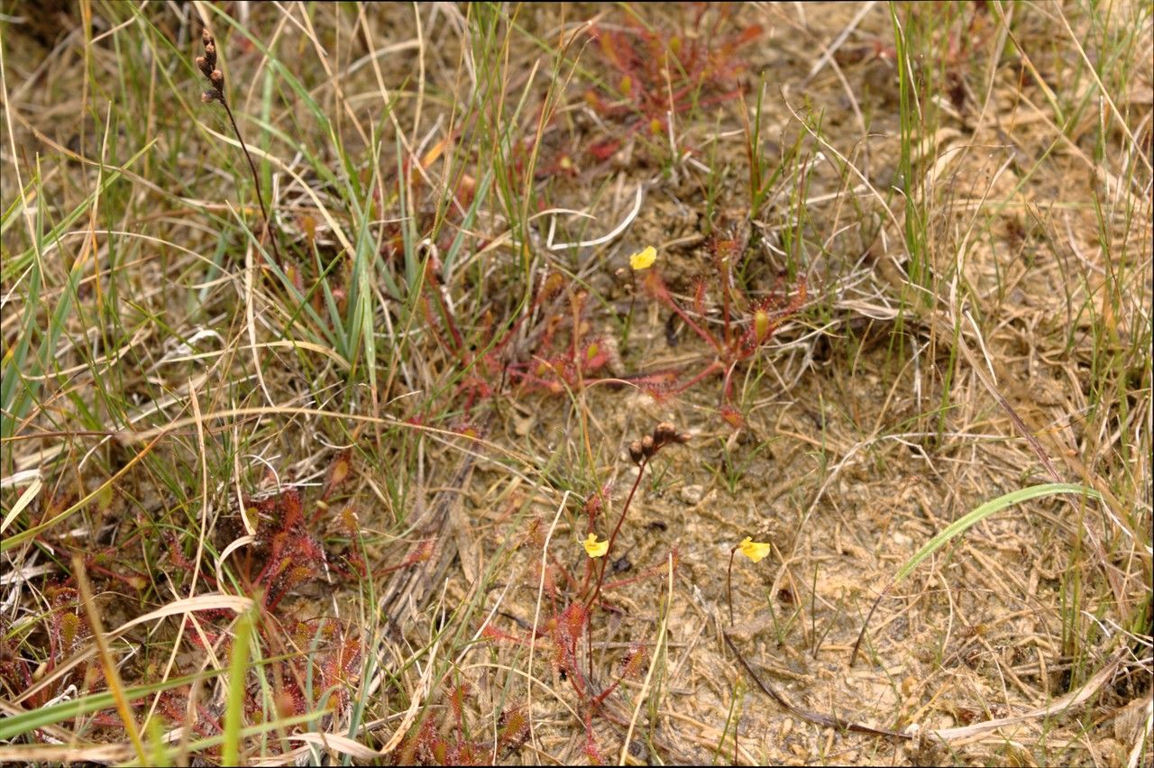 Utricularia minor habit