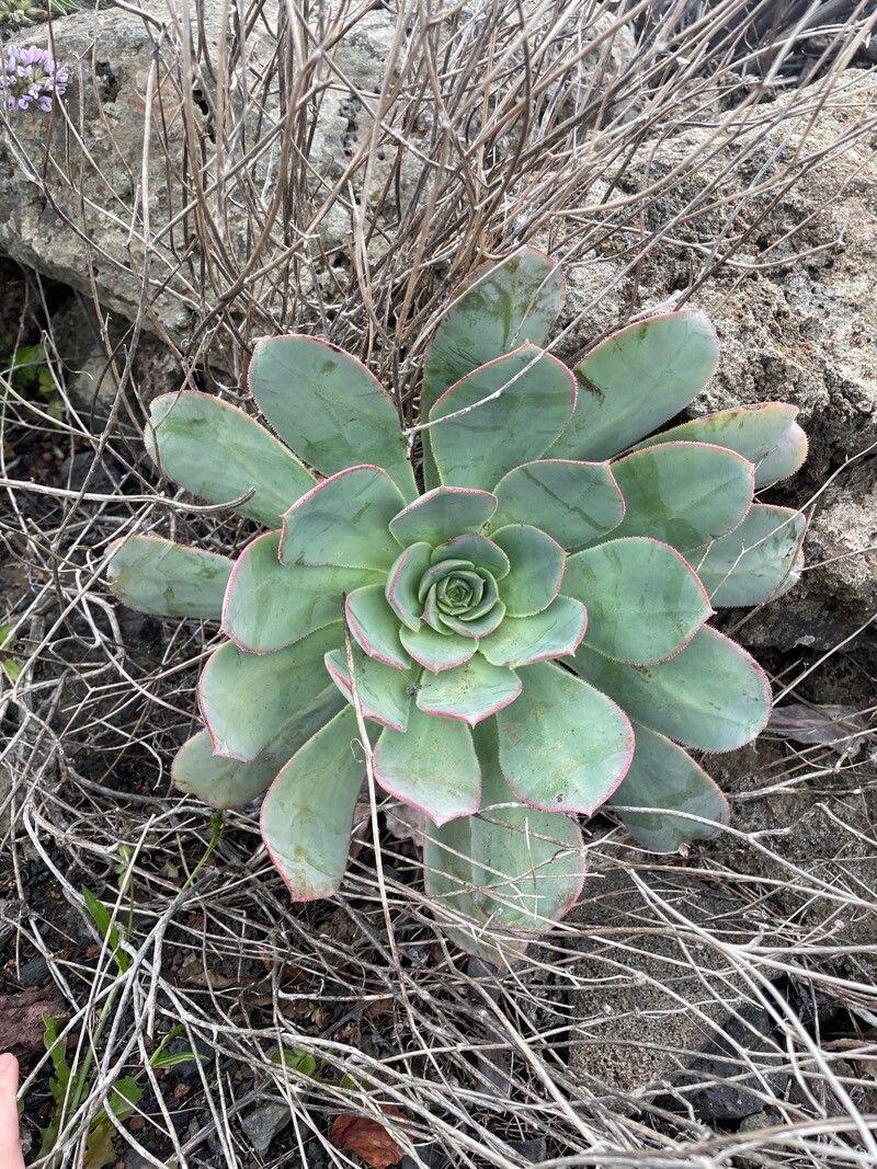 Aeonium calderense leaf