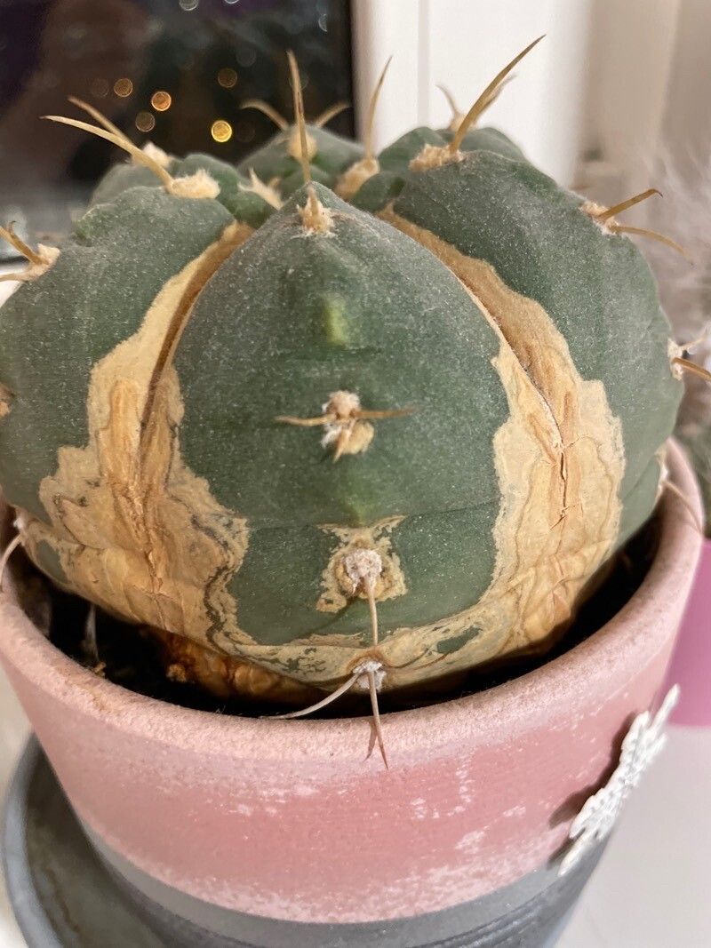 Matucana madisoniorum bark