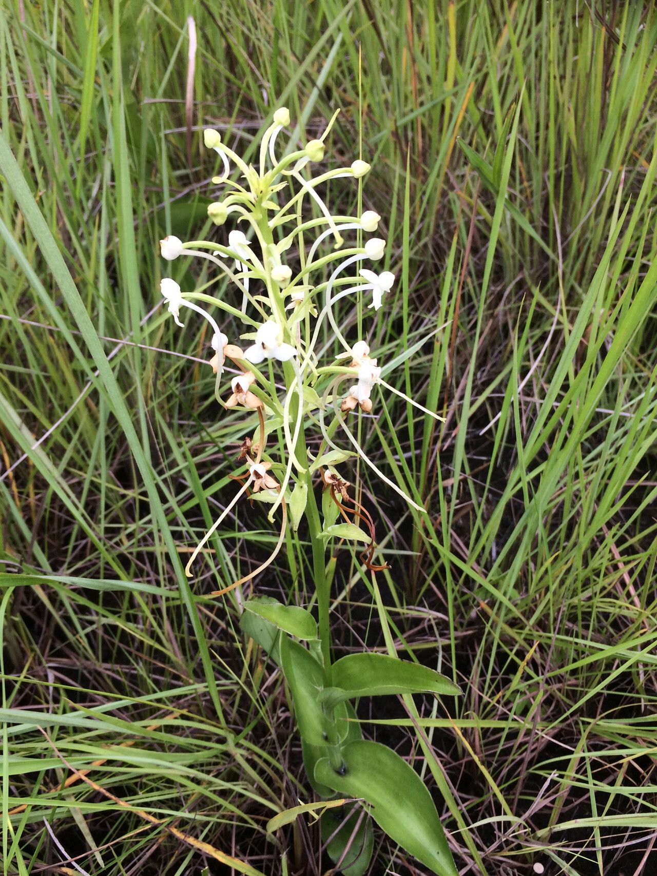 Habenaria zambesina habit