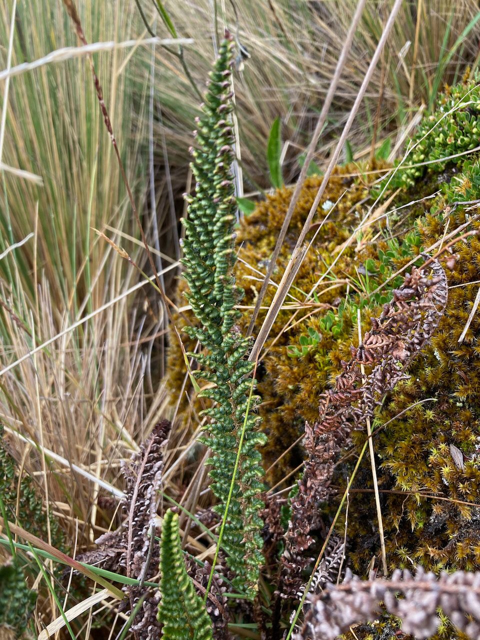 Polystichum orbiculatum — search result for 'Polystichum'
