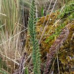 Polystichum orbiculatum