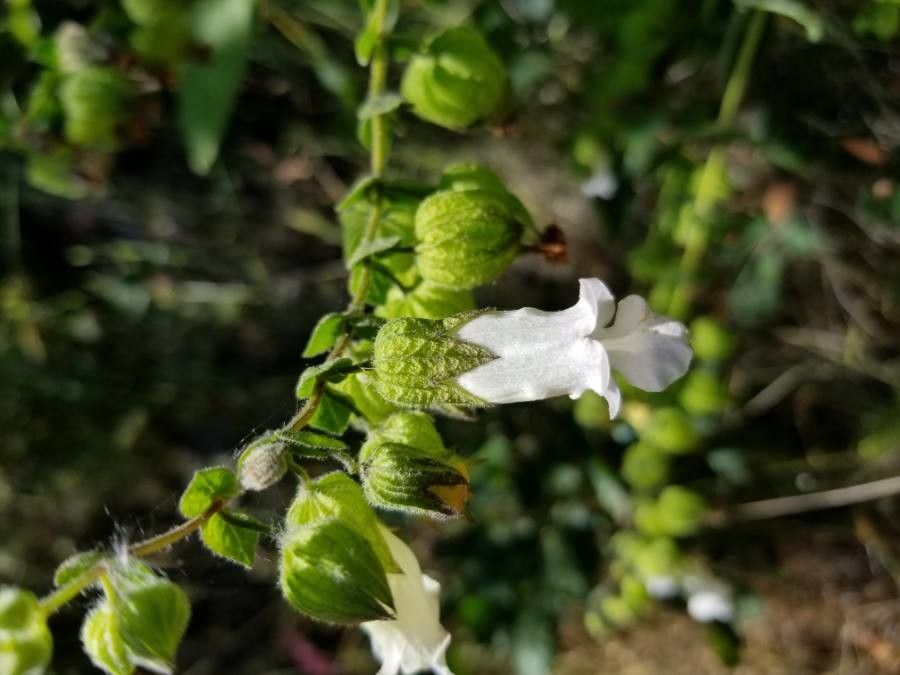 Lepechinia fragrans flower