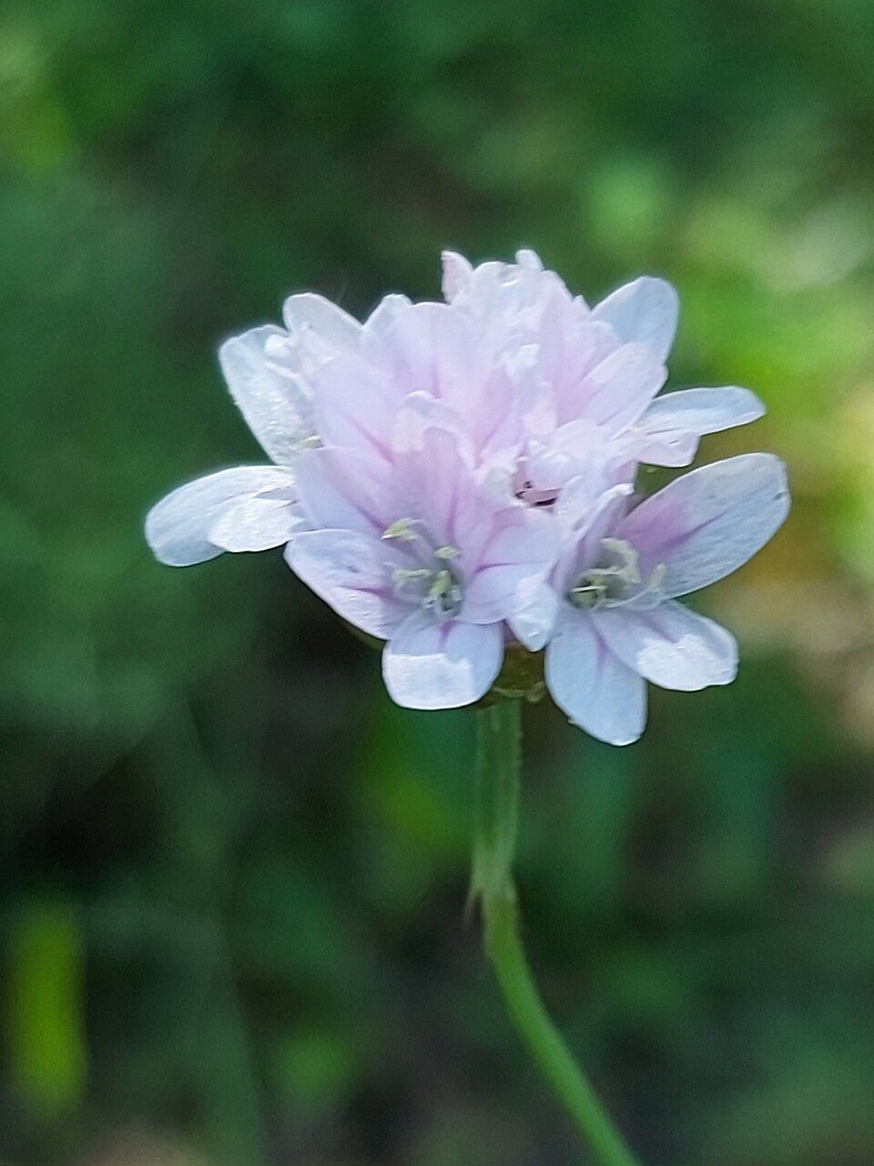 Armeria sulcitana — houseplant care guide