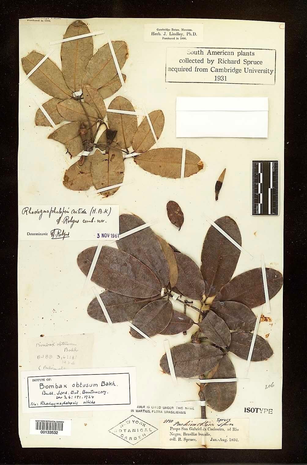 Pachira nitida — houseplant care guide