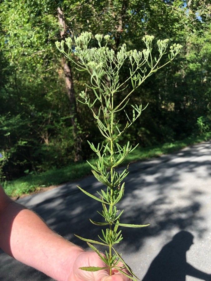 Eupatorium hyssopifolium — search result for 'Eupatorium'