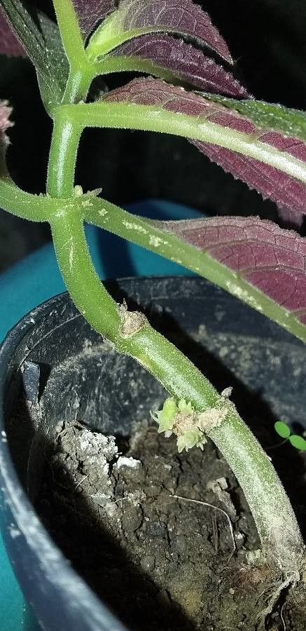 Chrysothemis pulchella bark