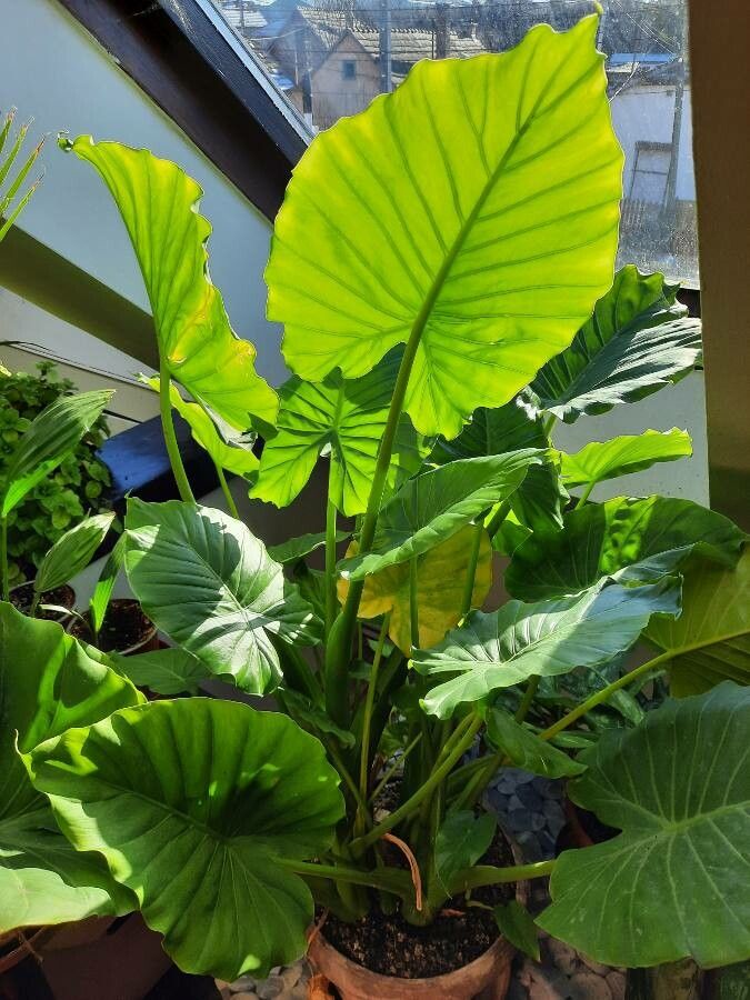Alocasia gageana leaf