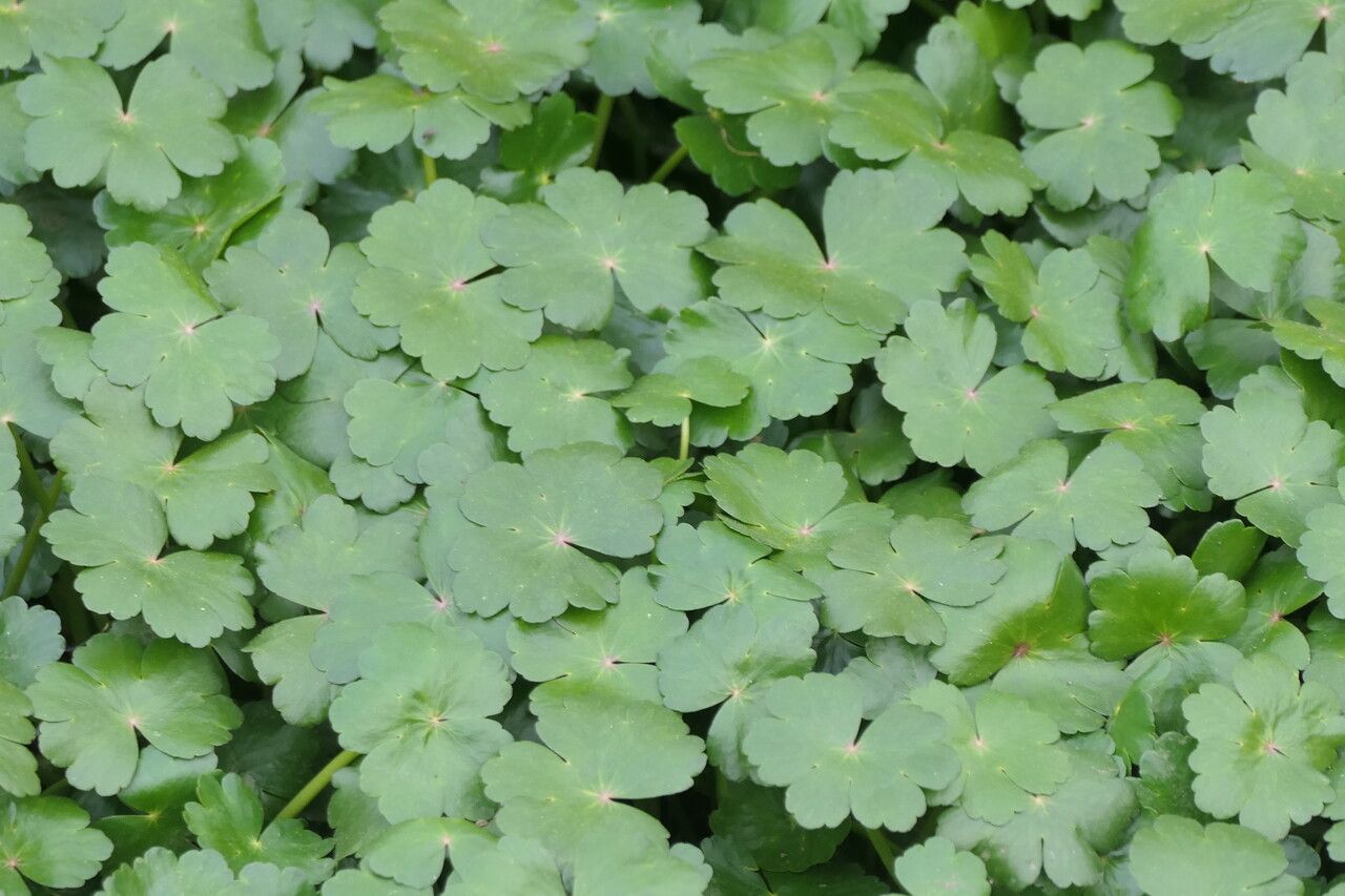 Hydrocotyle ranunculoides leaf