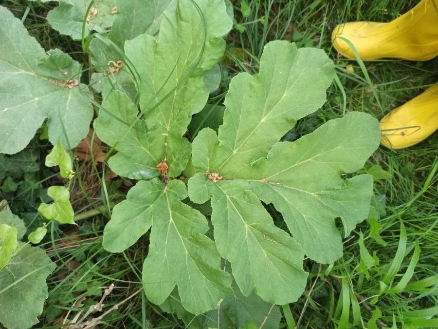 Heracleum platytaenium leaf
