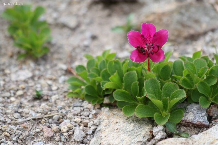 Rhododendron camtschaticum flower