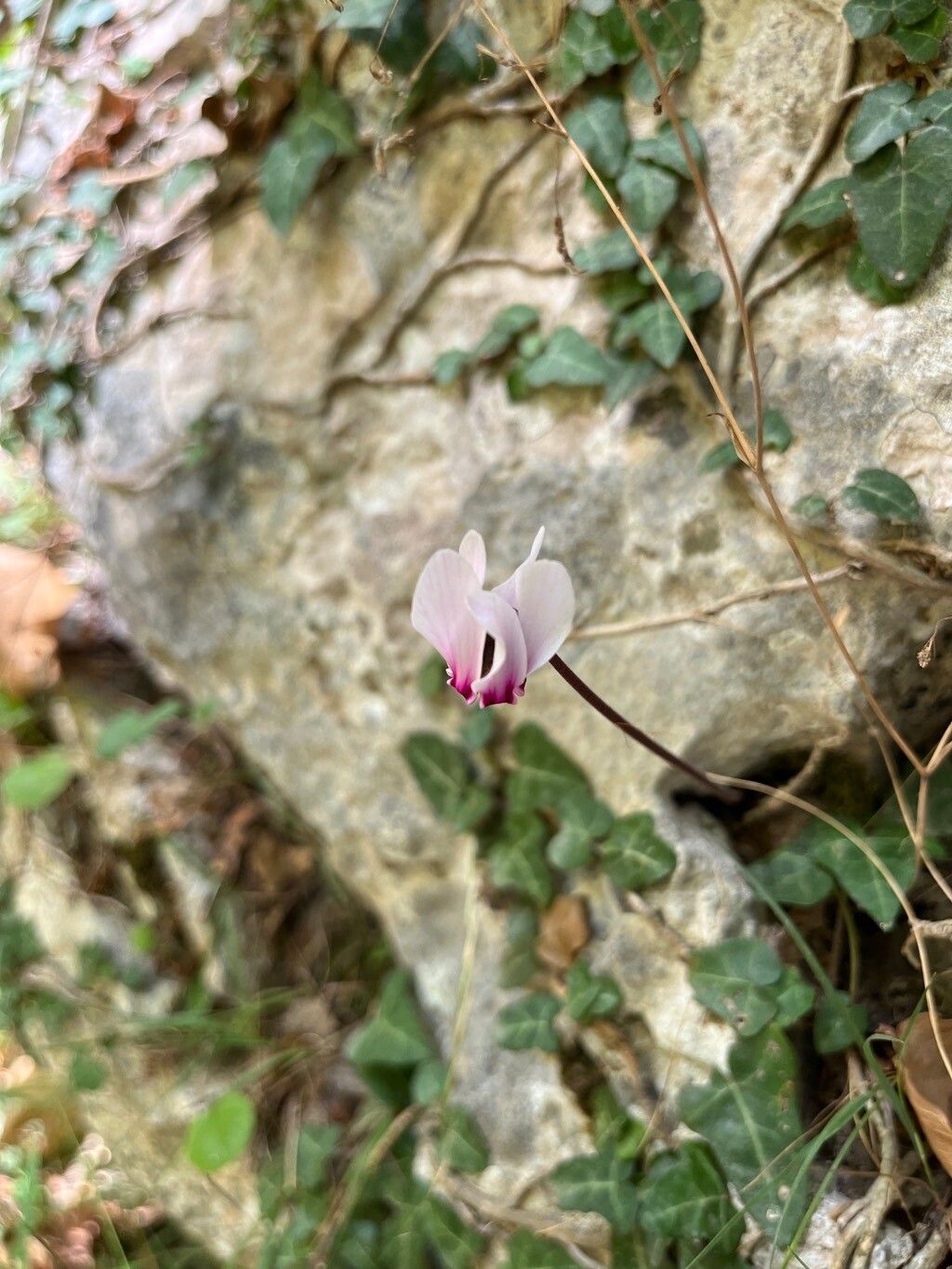 Cyclamen graecum flower