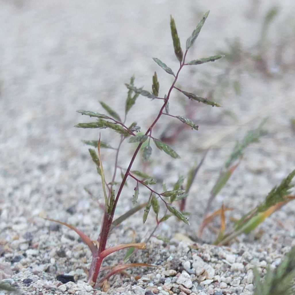 Eragrostis pectinacea flower