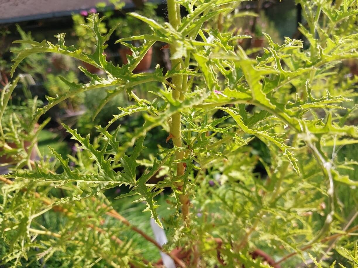 Pelargonium glutinosum leaf